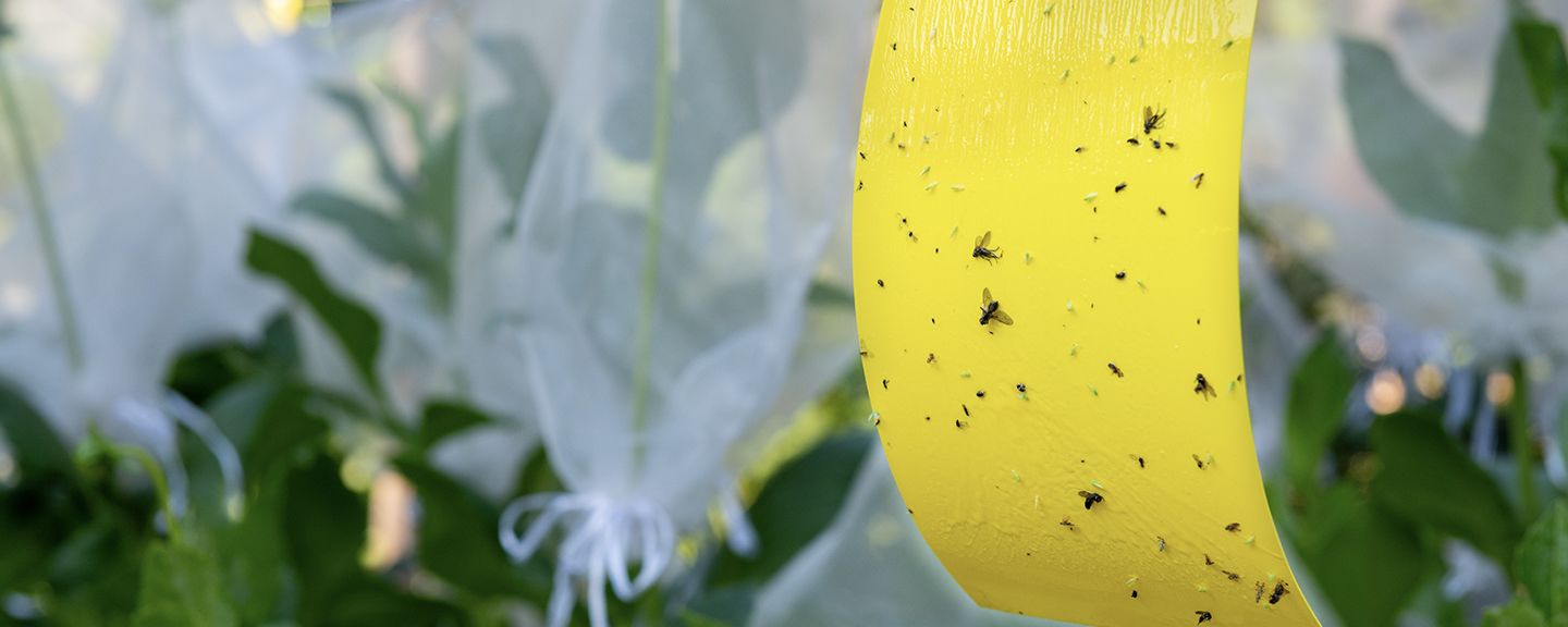 Obrázek produktu Proti škůdcům rostlin