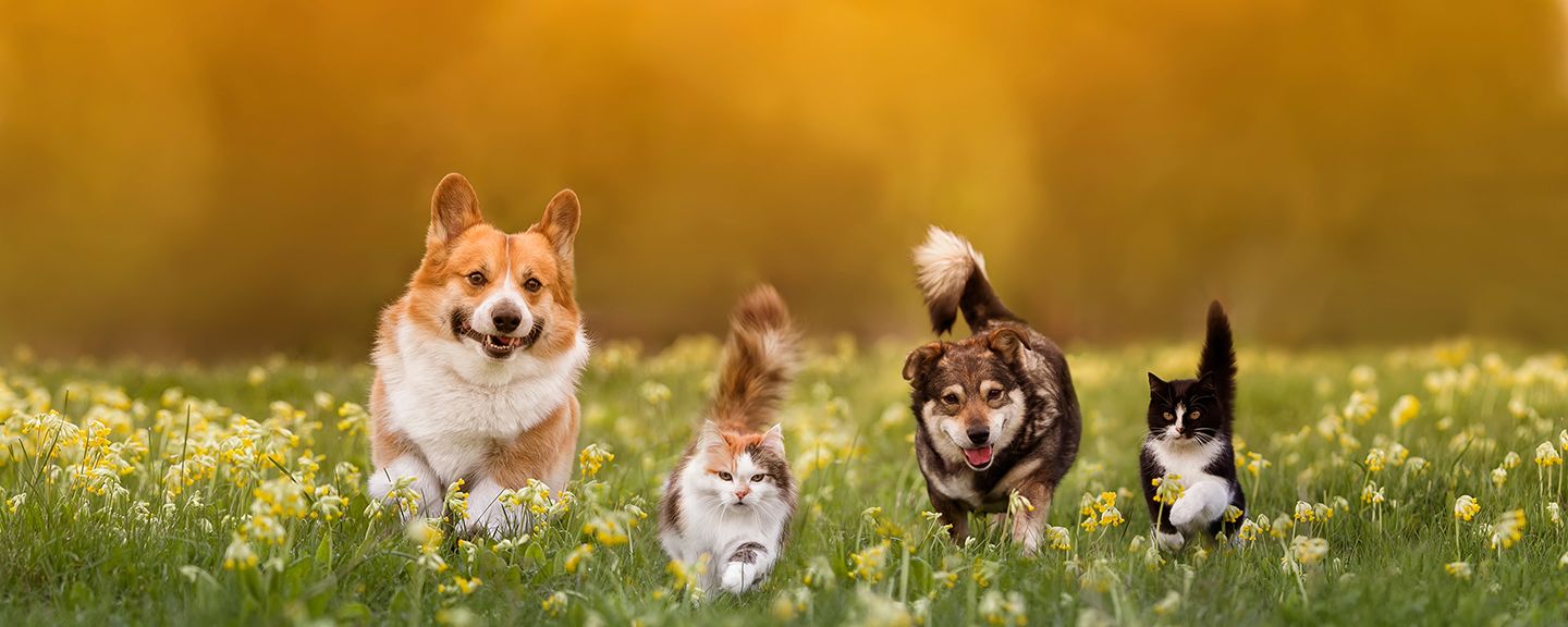 Obrázek produktu Zoo program