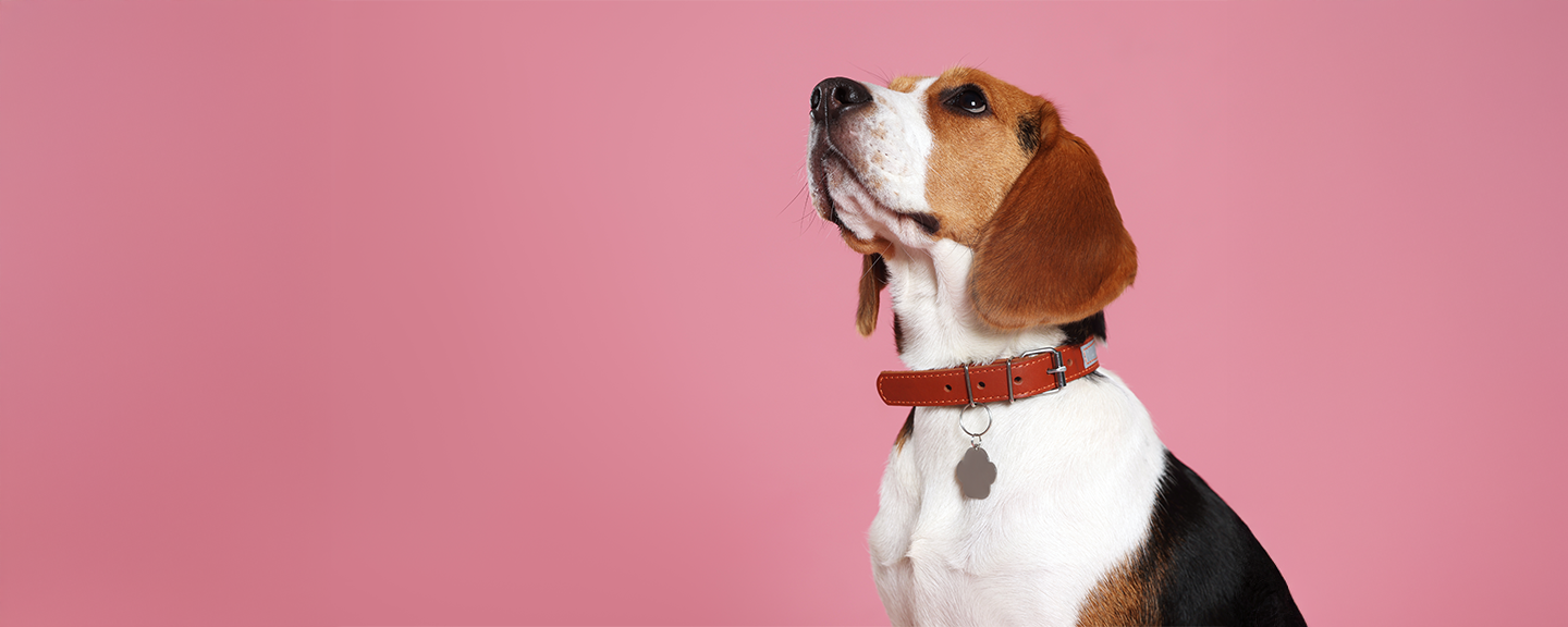 Obrázek produktu Obojky