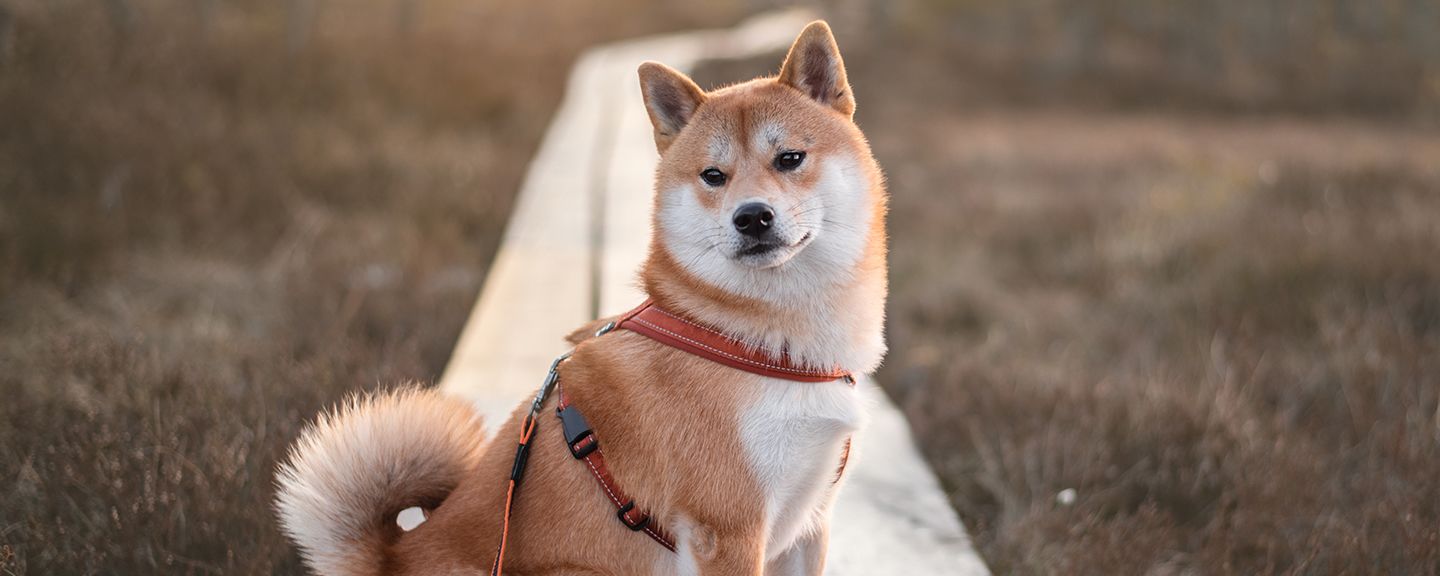 Obrázek produktu Postroje