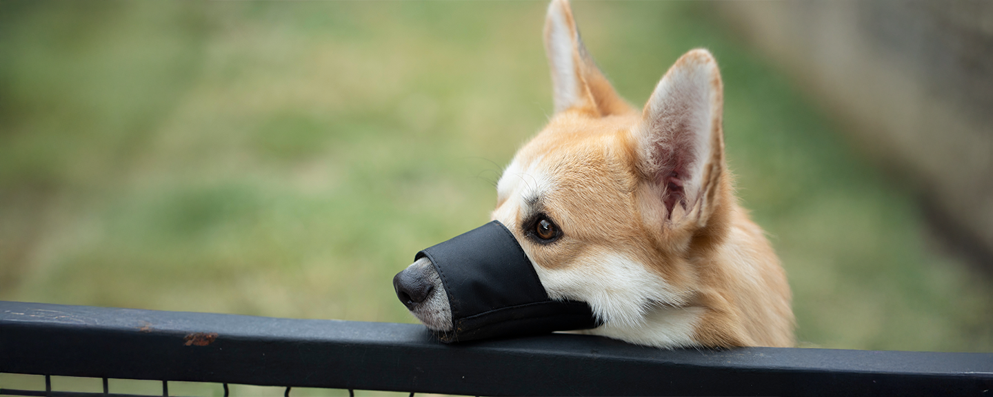 Obrázek produktu Náhubky