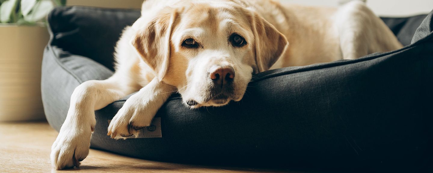 Obrázek produktu Pelíšky