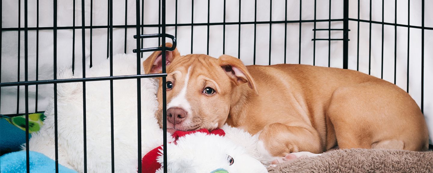 Obrázek produktu Boudy pro psy