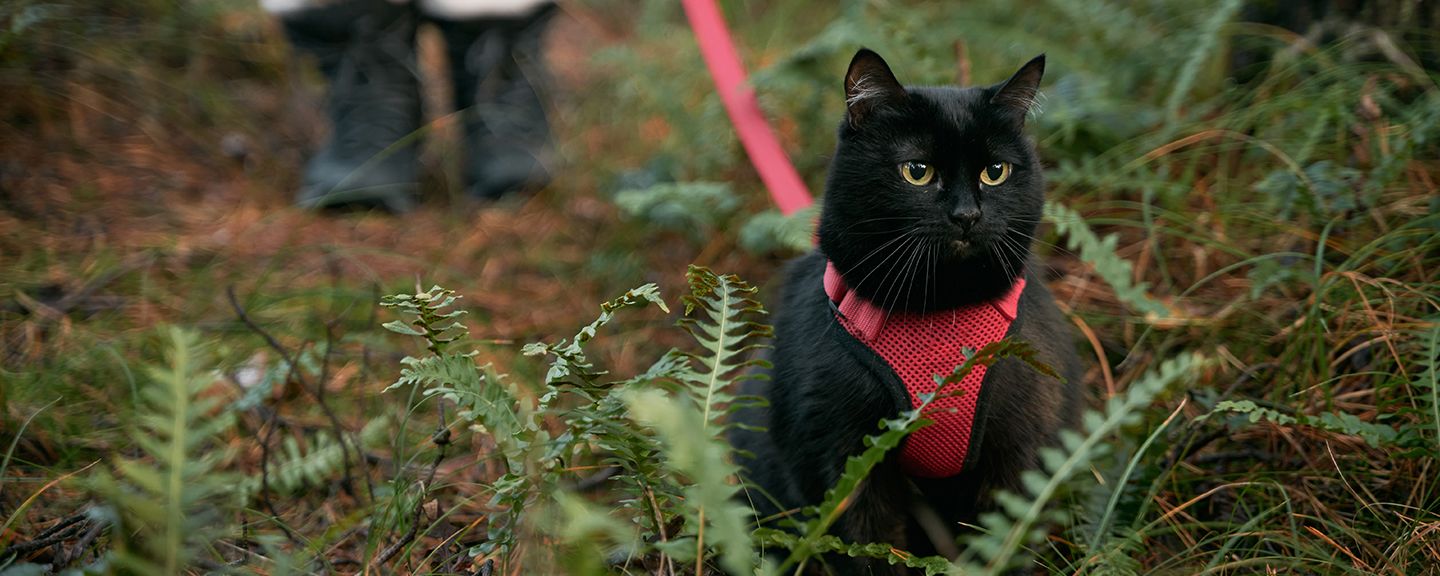 Obrázek produktu Vodítka, obojky a postroje