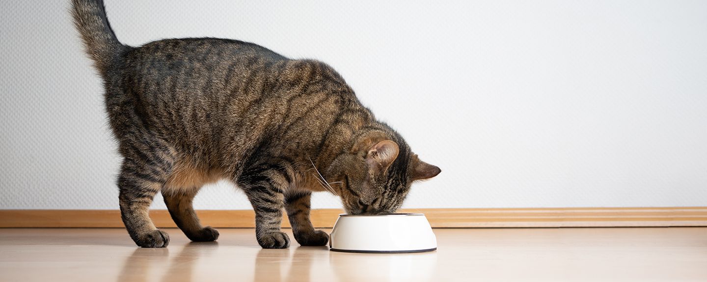 Obrázek produktu Krmivo