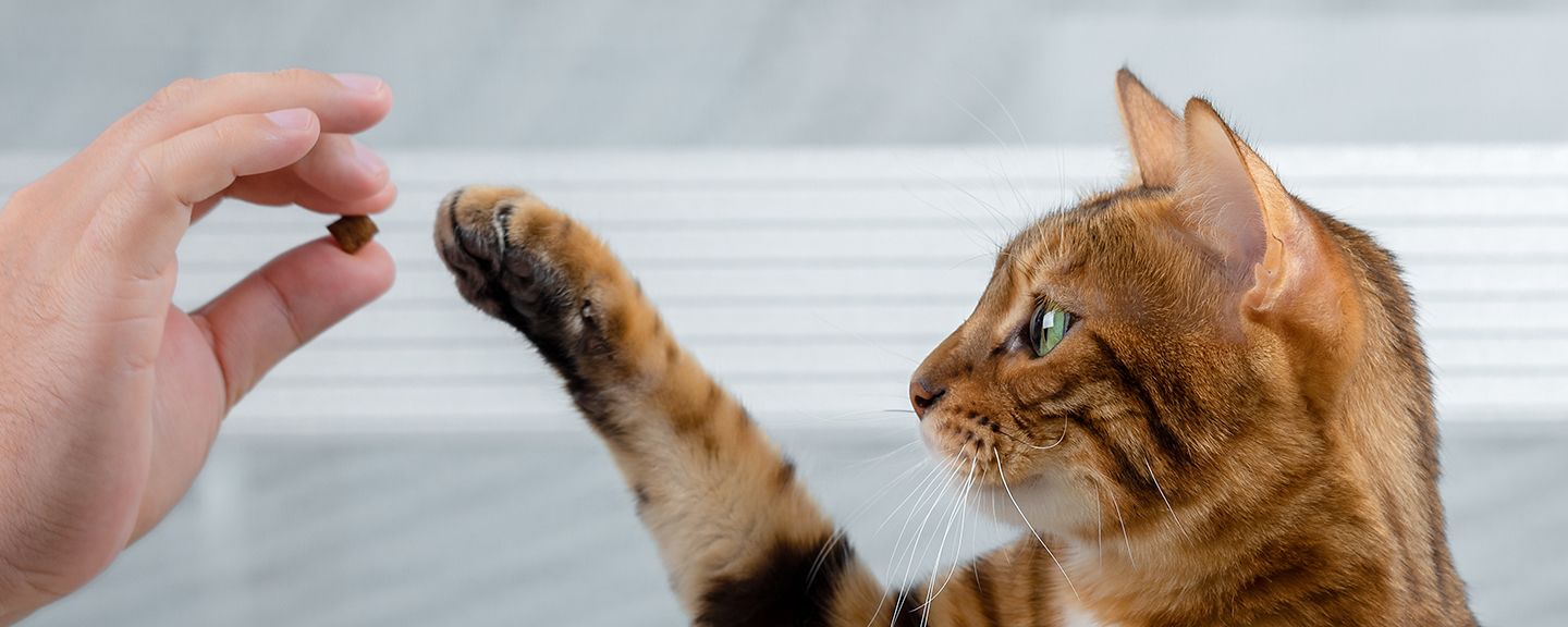 Obrázek produktu Pamlsky