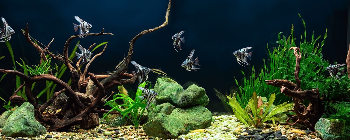 Obrázek produktu Doplňky do akvárií