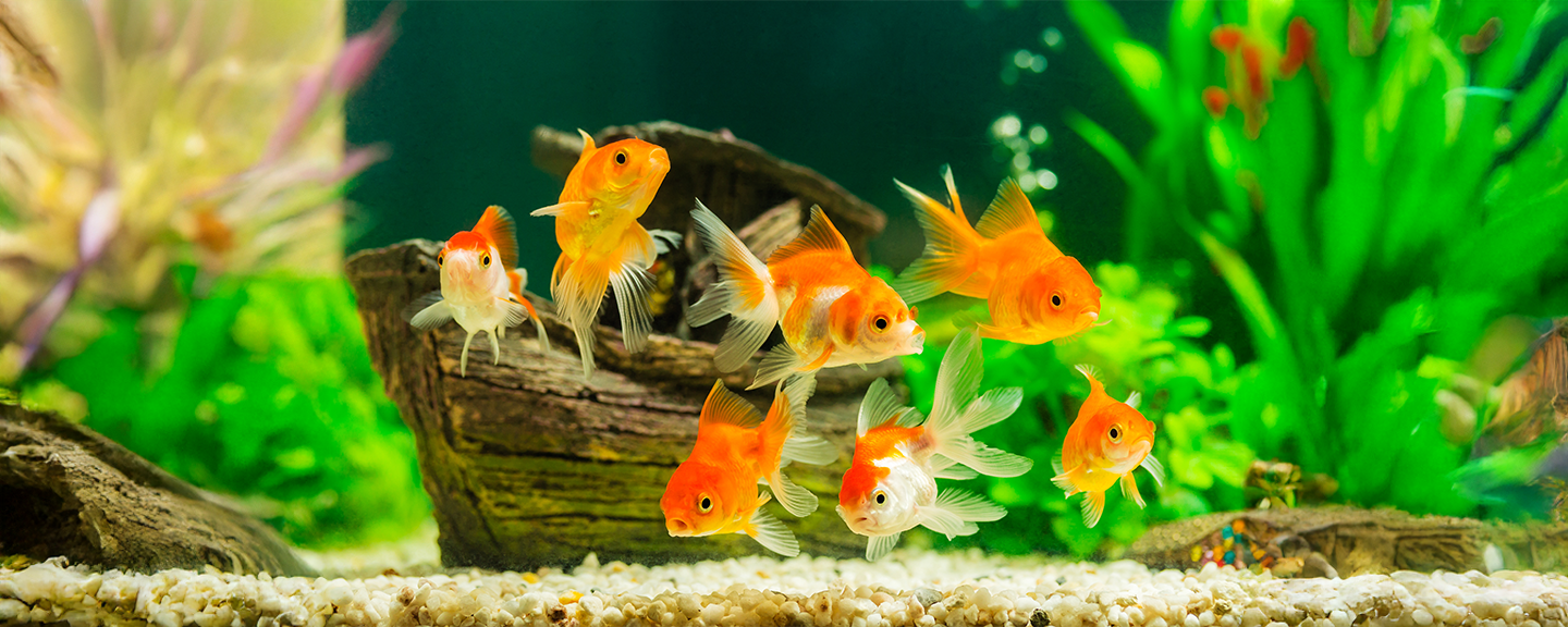 Obrázek produktu Teraristika