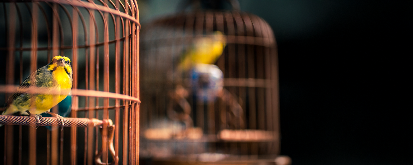 Obrázek produktu Klece