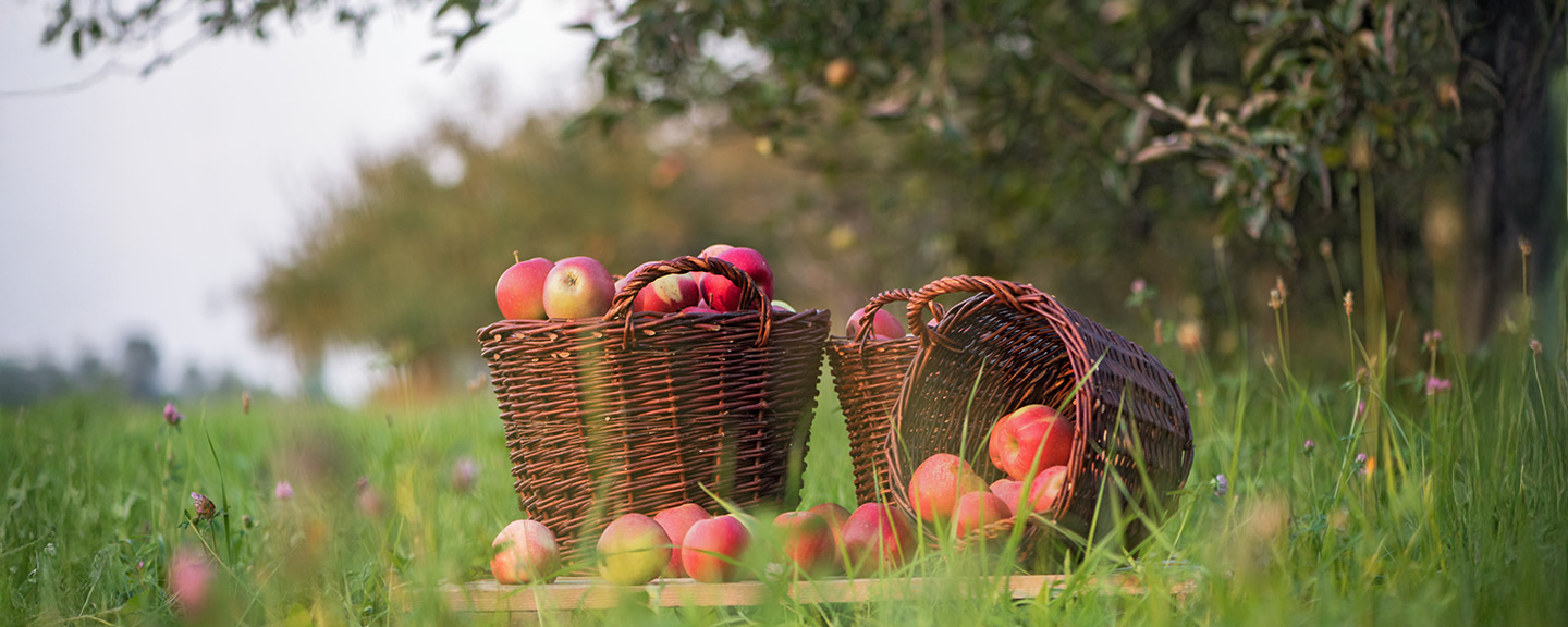 Obrázek produktu Zahradní koše