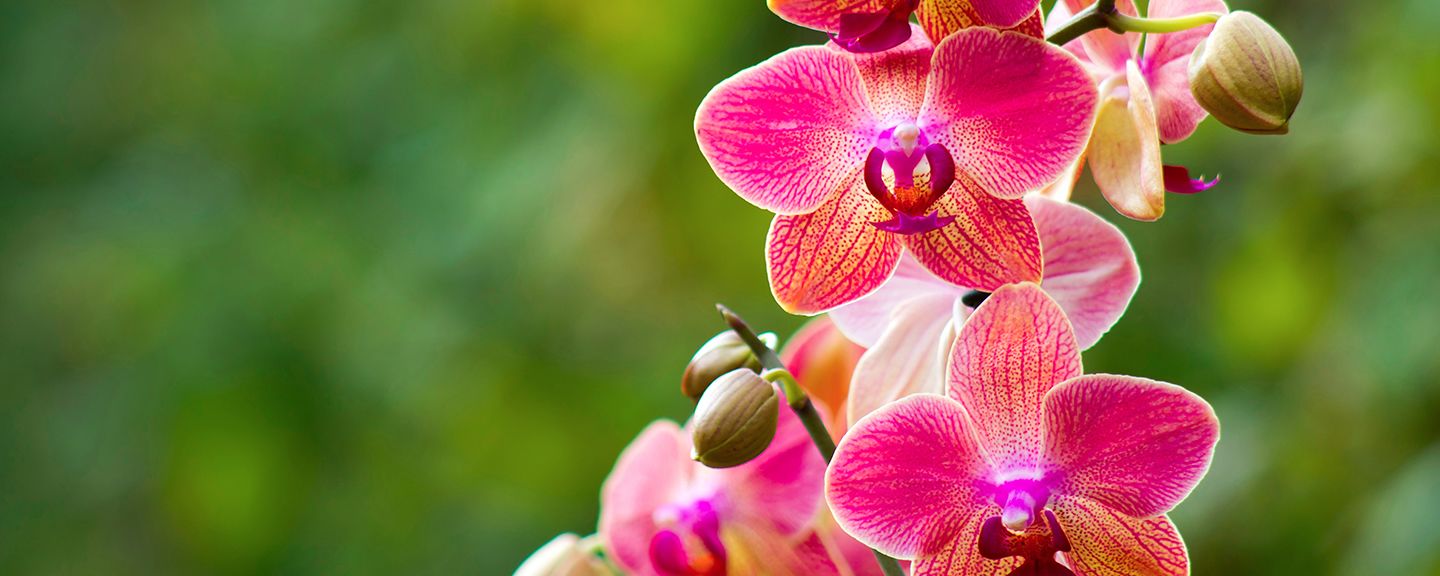 Obrázek produktu Hnojiva pro orchideje