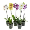 Orchideje a bromélie - Ikona kategorie.jpg