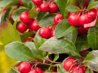 Obrázek 1 produktu Gaultheria Big Berry K10 v zinkovém květináči X-mas Duo