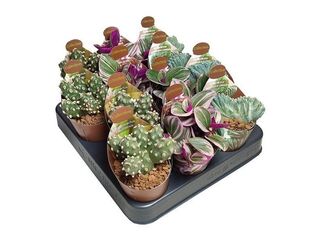 Obrázek 1 produktu Cactus & Succulent mix collection K6,5