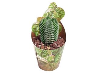 Obrázek 2 produktu Cactus & Succulent mix collection raritních variet K6,5