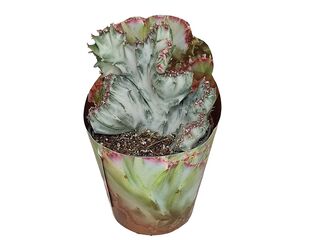 Obrázek 1 produktu Cactus & Succulent mix collection raritních variet K6,5