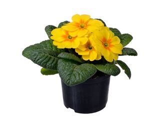 Obrázek 6 produktu Primula acaulis K9