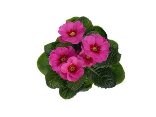 Obrázek 5 produktu Primula acaulis K9