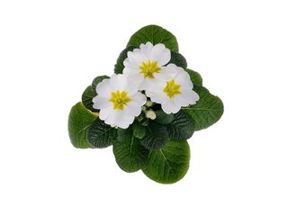 Obrázek 1 produktu Primula acaulis K9