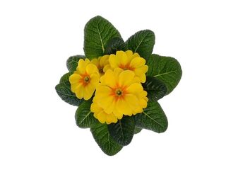 Obrázek 2 produktu Primula acaulis K9