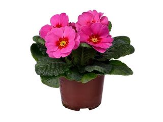 Obrázek 3 produktu Primula acaulis K9