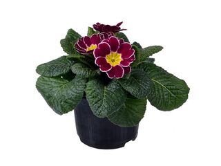 Obrázek 10 produktu Primula acaulis K9