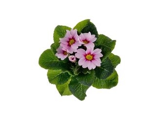 Obrázek 4 produktu Primula acaulis K9