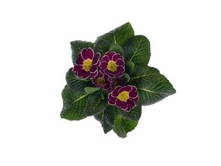 Obrázek 7 produktu Primula acaulis K9