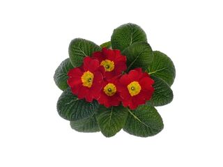 Obrázek 9 produktu Primula acaulis K9