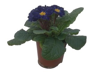 Obrázek 3 produktu Primule modrá pruhovaná K10