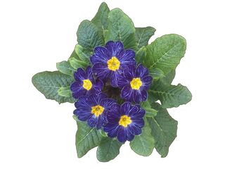 Obrázek 1 produktu Primule modrá pruhovaná K10