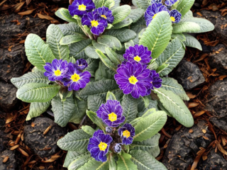 Obrázek 4 produktu Primule modrá pruhovaná K10