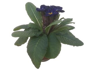 Obrázek 2 produktu Primule modrá pruhovaná K10