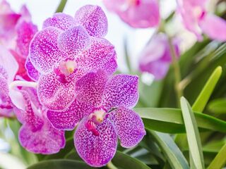 Obrázek 1 produktu Phalaenopsis jednovýhon, mix K12