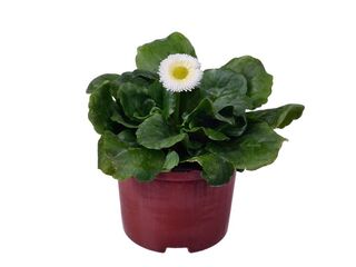 Obrázek 1 produktu Bellis perennis K9