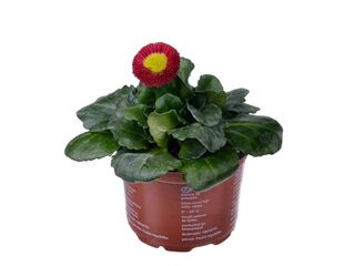 Obrázek 2 produktu Bellis perennis K9