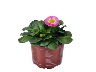 Obrázek 3 produktu Bellis perennis K9