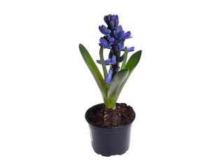 Obrázek 2 produktu Hyacinthus orientalis K13