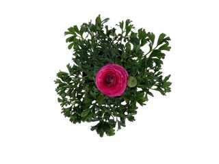 Obrázek 3 produktu Ranunculus asiaticus K11