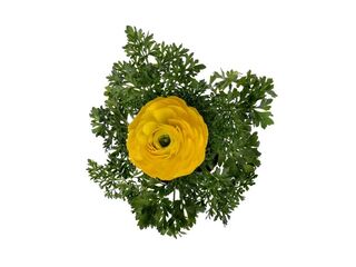 Obrázek 4 produktu Ranunculus asiaticus K11