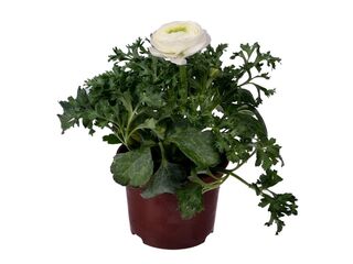 Obrázek 1 produktu Ranunculus asiaticus K11