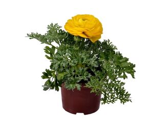 Obrázek 2 produktu Ranunculus asiaticus K11