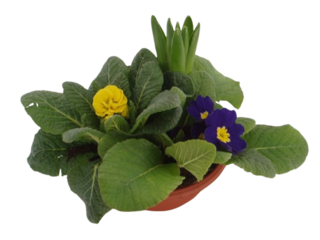 Obrázek 2 produktu Miska jarní směs K17