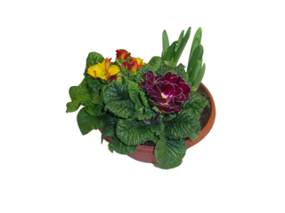 Obrázek 1 produktu Miska jarní směs K17