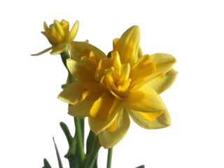 Obrázek 1 produktu Narcis plnokvětý K12