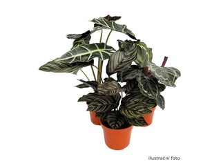 Obrázek 1 produktu Pokojové rostliny Star K12 mix druhů