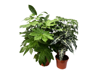 Obrázek 1 produktu Pokojové rostliny K17 mix druhů