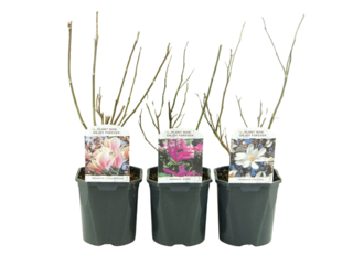 Obrázek 1 produktu Magnolia K17 mix