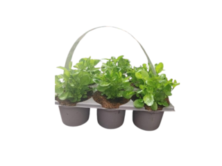 Obrázek 1 produktu Letničky mix 6-pack