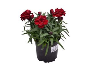 Obrázek 4 produktu Dianthus caryophyllus K11